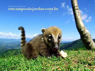 Quati no Belvedere